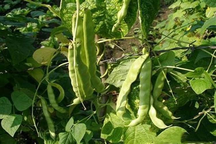 架豆王开花期间施哪方面肥料对坐花最好