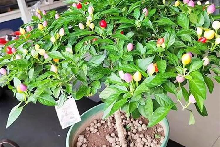 多肉植物的土可以养吊兰吗
