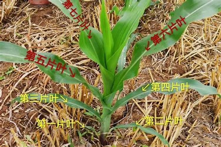 甜玉米后期施什么肥 施肥技术有哪些