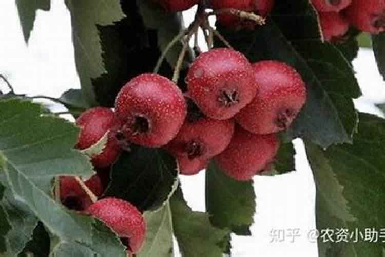 枣树用什么肥料又大又甜,枣树苗上什么肥长得快结果多