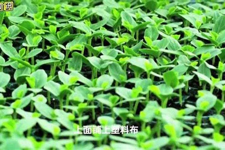 蔬菜用什么肥料最好