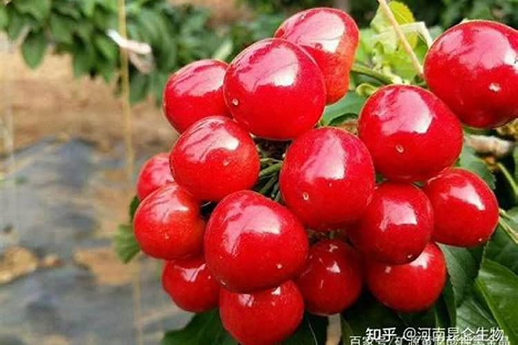 樱桃树施什么肥最好