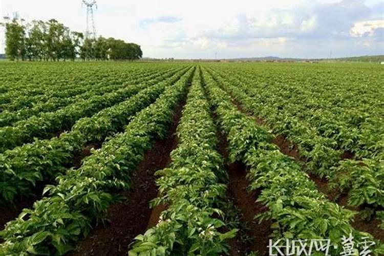 种马铃薯用什么肥料啊？大家可以推荐下吗？西洋诺威施马铃薯专用肥...