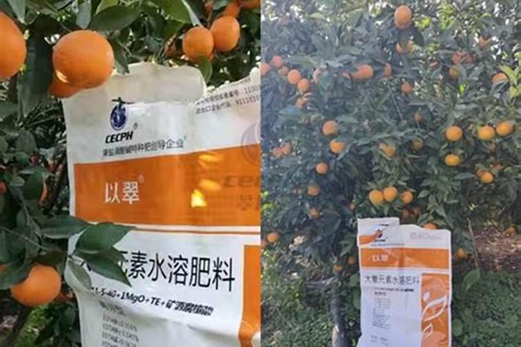我是头年春季种的防风,第一次种植,现在出晚吗,开花一个多月了