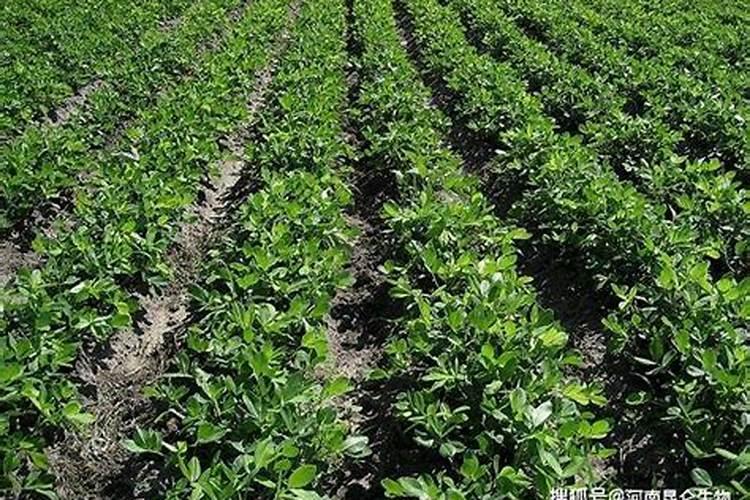 花生喜欢什么肥料