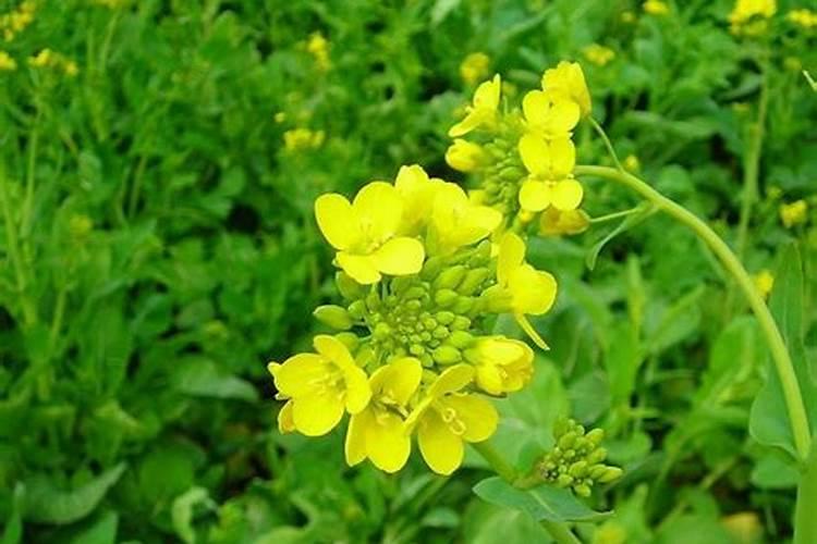 油菜籽种植方法和注意事项？