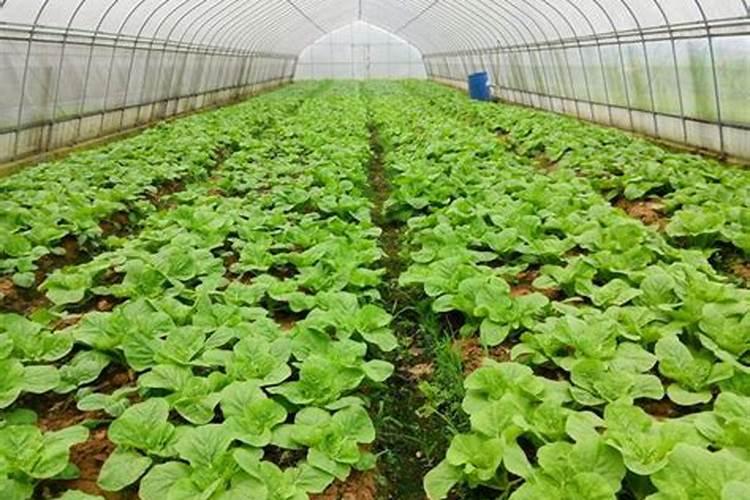 蔬菜浇什么肥料最好