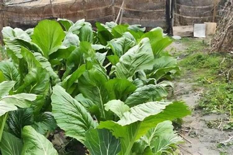 芥菜需要化控吗？