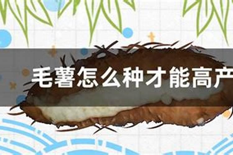 种毛薯用什么土比较好