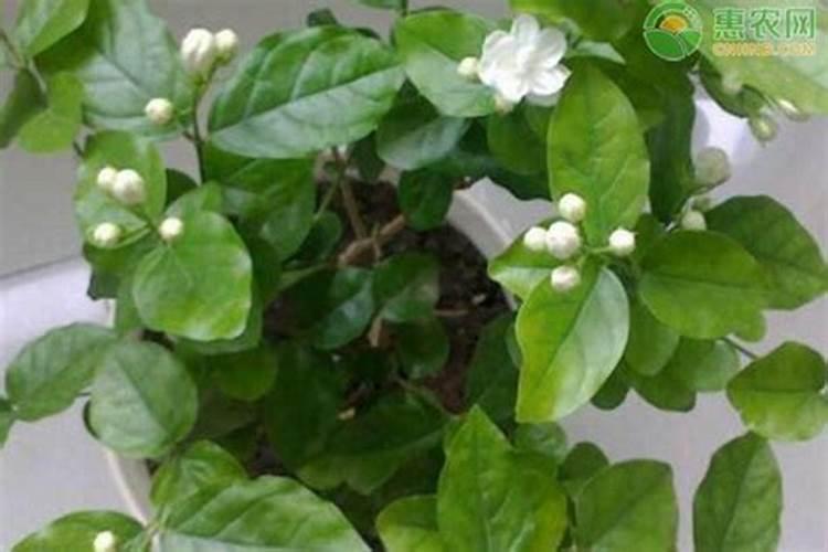 茉莉花施什么肥好