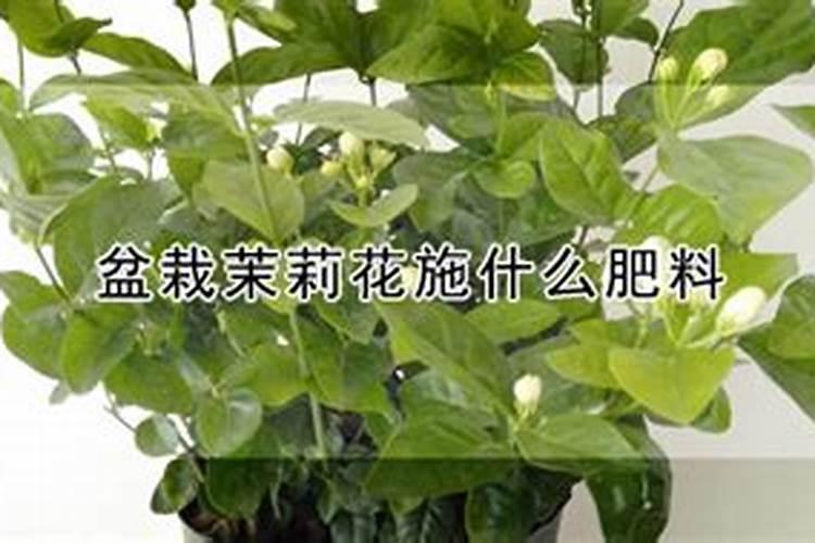 盆栽茉莉花怎么施肥,4种方法让你的茉莉花满枝头