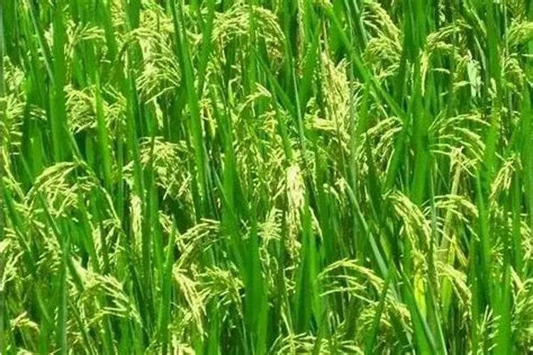 稻田里早上可以打钾肥吗？