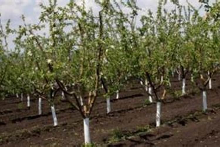 果树冬季移栽后施肥方法 如何给果树施肥