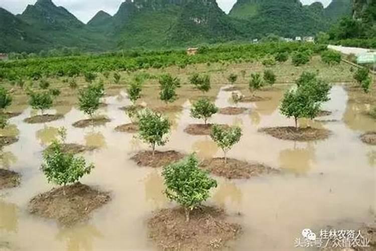 快速自制氮肥的方法,氮肥是什么肥