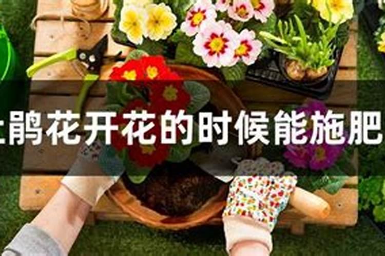 开花需要磷肥还是钾肥