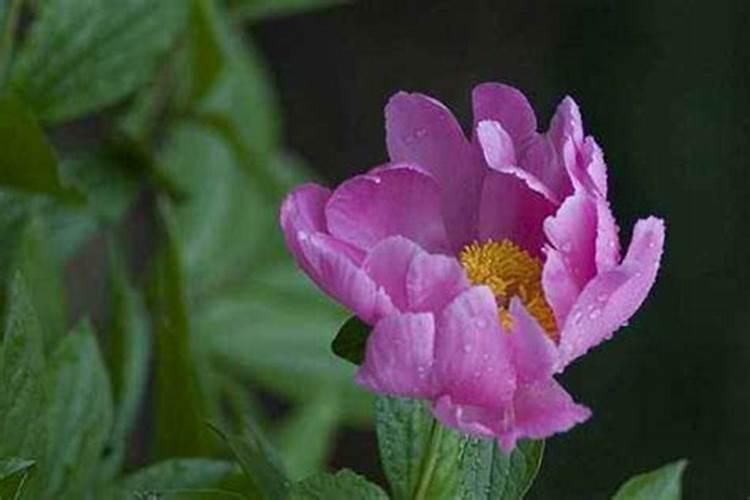 芍药如何施肥