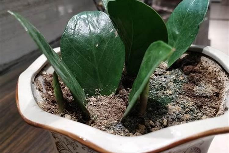 金钱树用哪种肥料最好