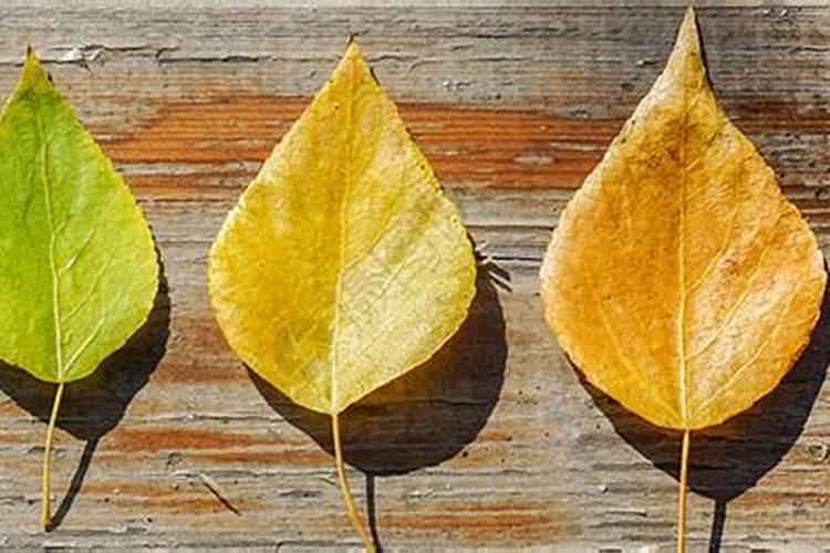 盆栽植物绿叶变黄应施什么肥