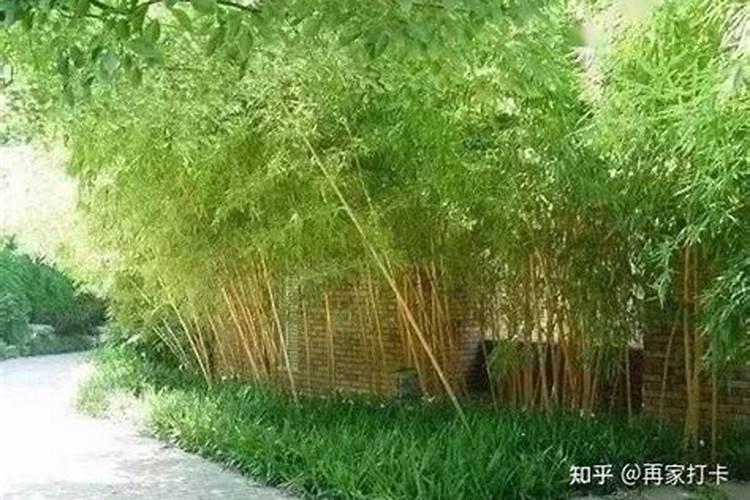 家里养的竹子用什么肥料最好