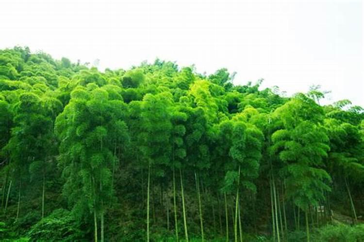 夏威夷竹子怎么养才能更旺盛