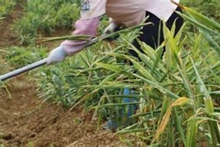 生姜的种植方法 生姜怎么施肥好