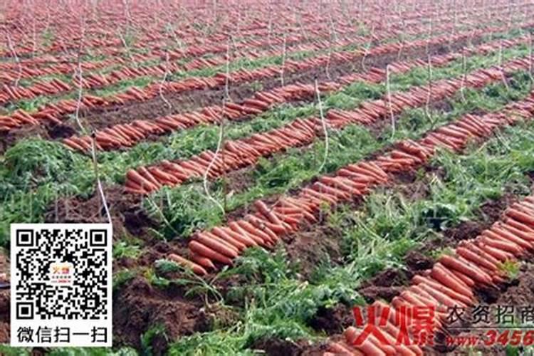 叶面肥过量有什么现象