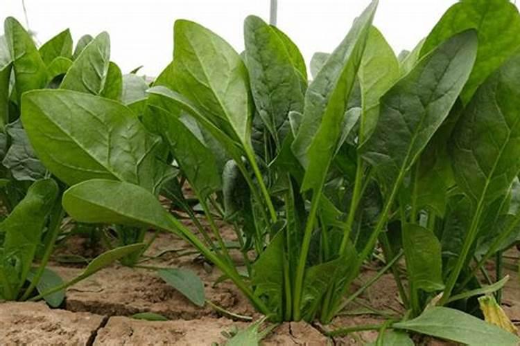 小度小度我的菠菜现在长势太慢用什么肥料可以提高它的生长能力？