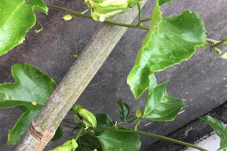 百香果怎么促花芽分化