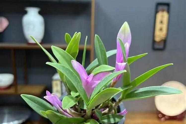 使用豆子发酵的水浇过花之后,屋子里特别的臭,该怎么办？