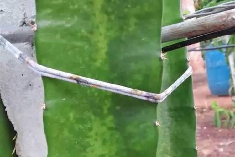 火龙果为何开花几天就会黄？
