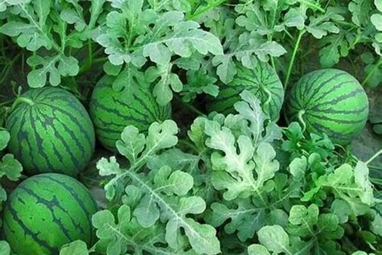 西瓜挂果后施什么肥