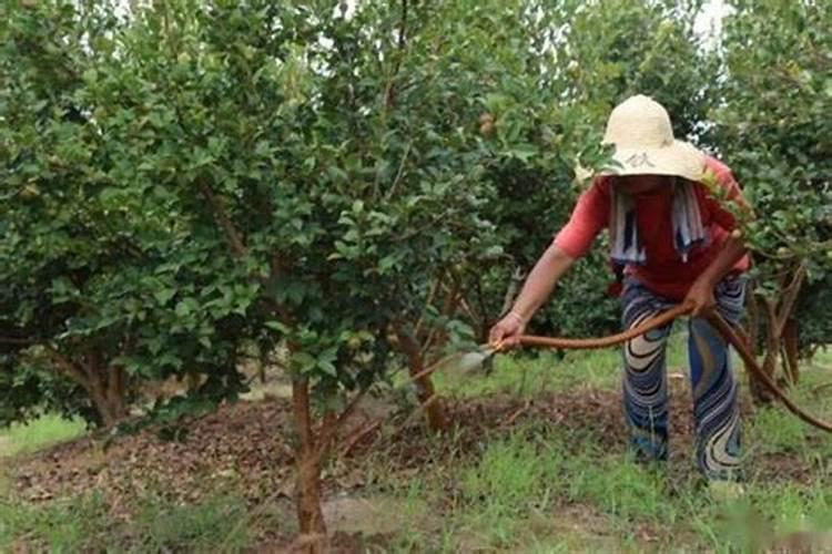 茶苗移栽多久可以施肥 移栽后如何养护