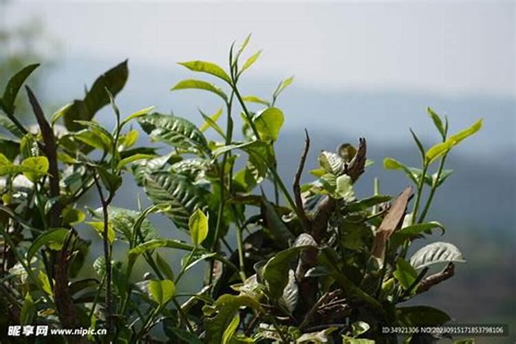 茶苗移栽最佳时间 移栽后多久施肥