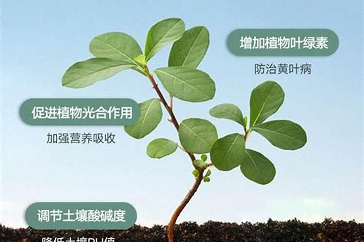 芦蒿叶子能吃吗