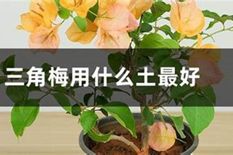 三角梅换土注意事项