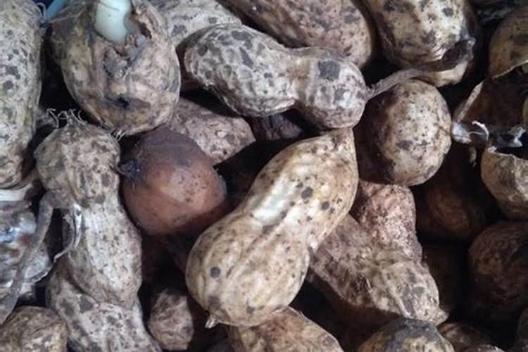 提前把肥料撒上,等下过雨后在种植花生可以吗？