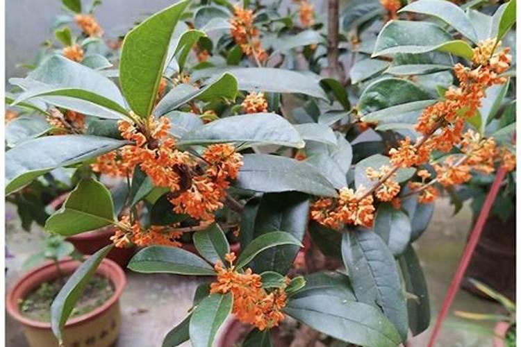 植物综合营养液多少钱