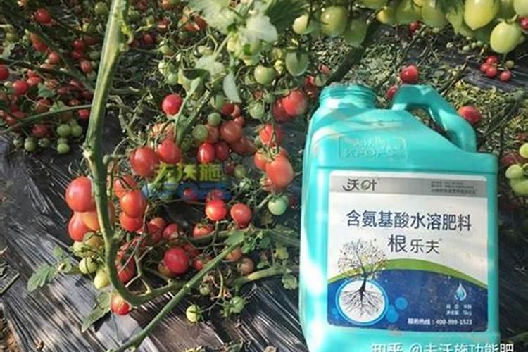 很多农民种植西红柿会施叶面肥,这么做有什么好处呢？