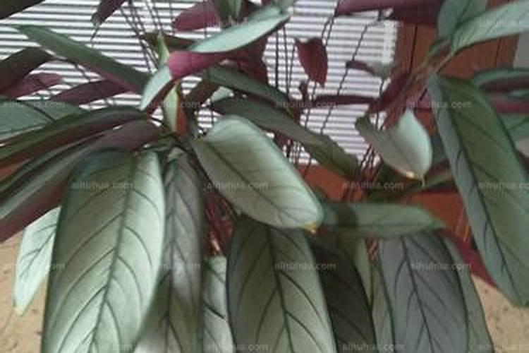竹芋施什么肥最好