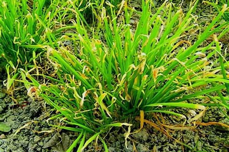 大棚韭菜冲施硝酸铵钙可以吗？