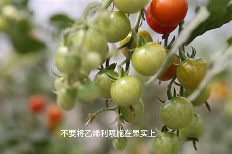 南瓜尖种植技术视频教程(南瓜尖种植技术视频)