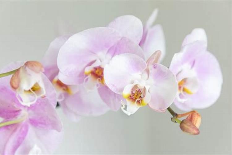黄豆盛花期可不可以打叶面肥,大,黄豆开花期,能不能打叶面肥？