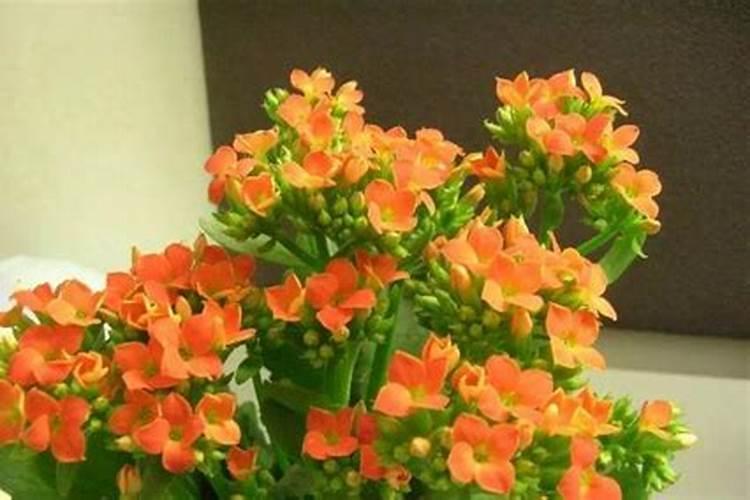 长寿花施肥用什么肥料合适 施这5种肥长得快开花多