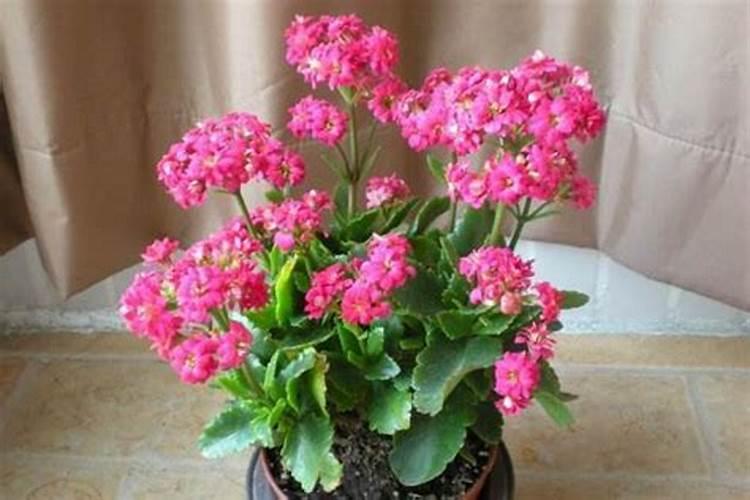 长寿花催花用什么肥料