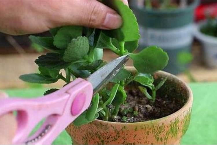 长寿花叶插只生根不发芽怎么办