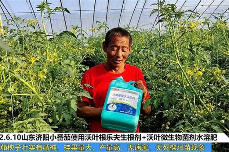 西红柿喜欢什么肥长得最好