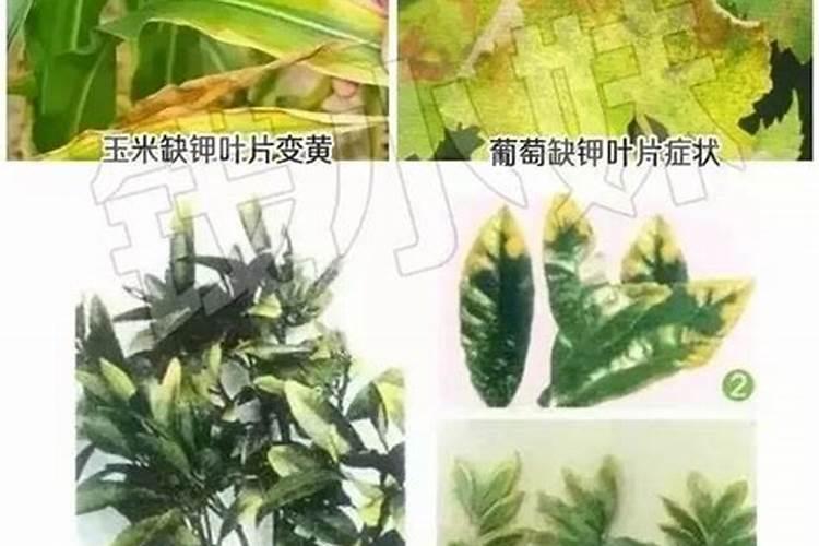 四川五月份适合种什么花