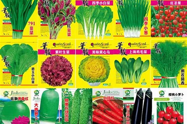 种韭菜用什么肥料长得好