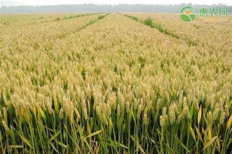 绿植养护工具;园林养护工具有哪些