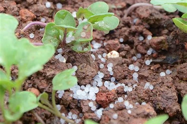 磷钾肥自制简单不花钱的方法